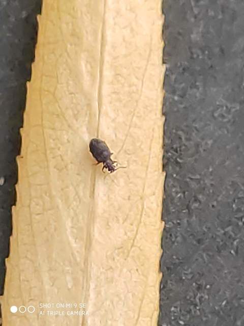 Latridiidae - pudvabogárfélék Latridiidae - pudvabogárfélék