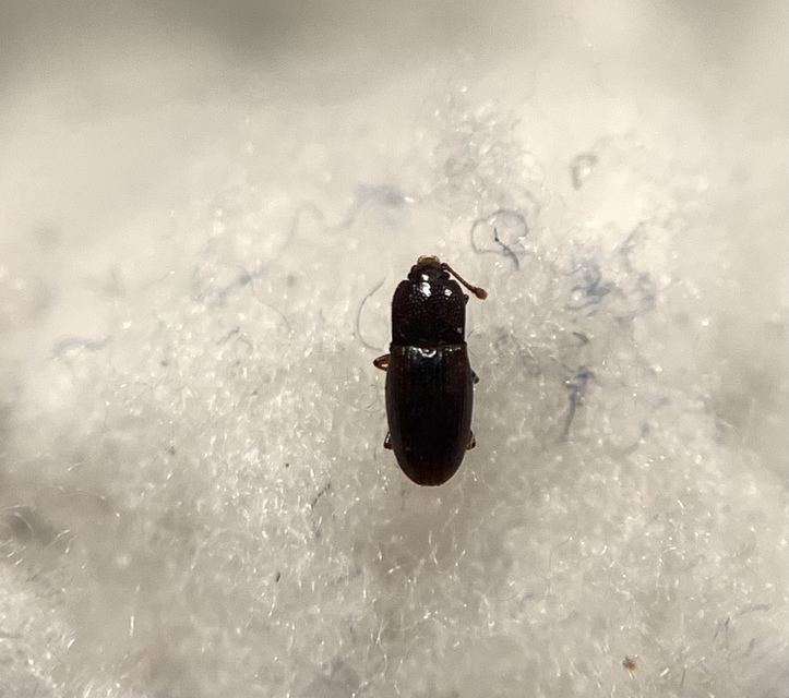 Cerylon histeroides - fekete kéregbogár Cerylon histeroides - fekete kéregbogár