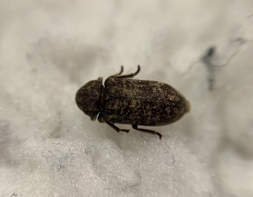 Xestobium rufovillosum - nagy álszú
