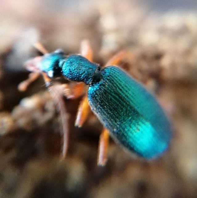 Drypta dentata - atlaszfutó