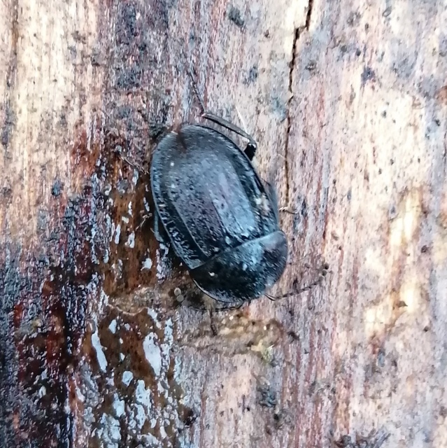 Phosphuga atrata - bordás csigarabló