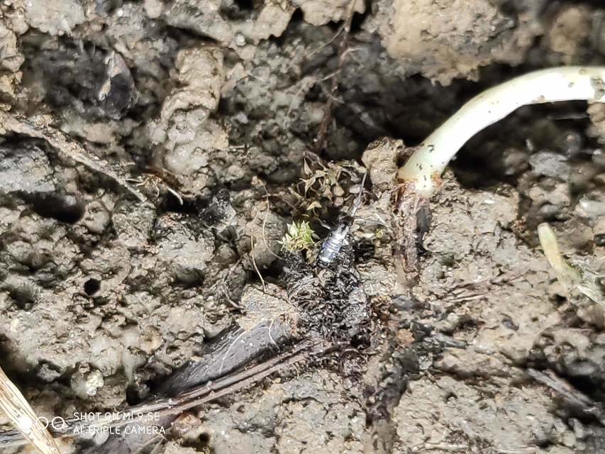 Tomoceridae