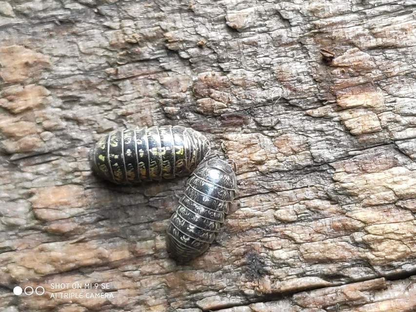 Armadillidium
