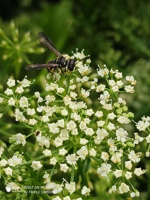Crabronidae - szitásdarazsak