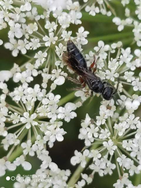 Tiphia femorata
