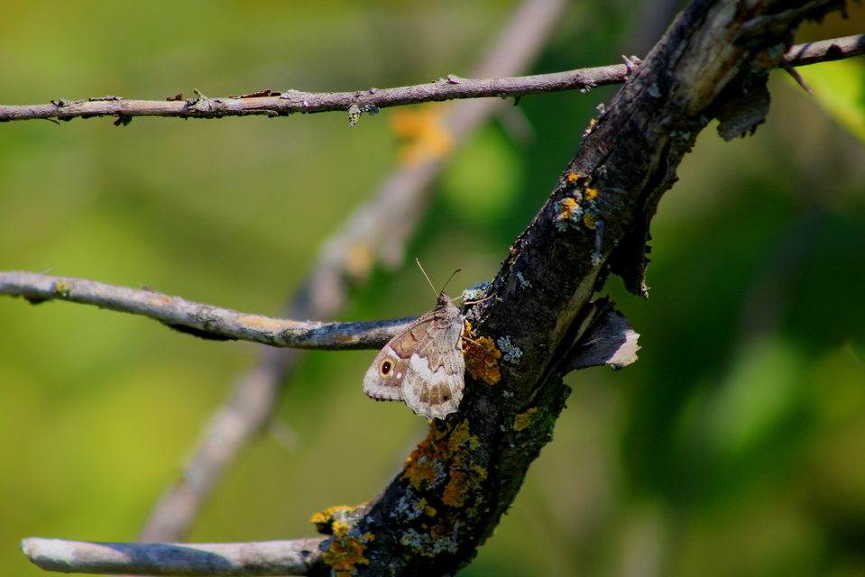 Hipparchia statilinus - homoki szemeslepke
