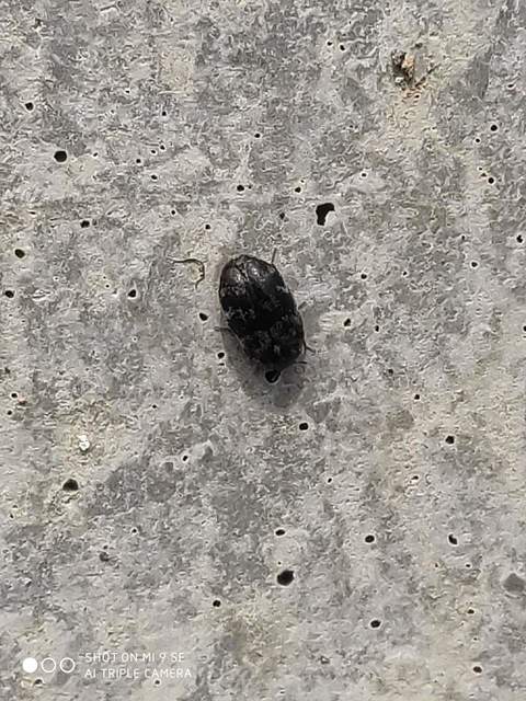 Trogoderma glabrum - fekete gabonaporva
