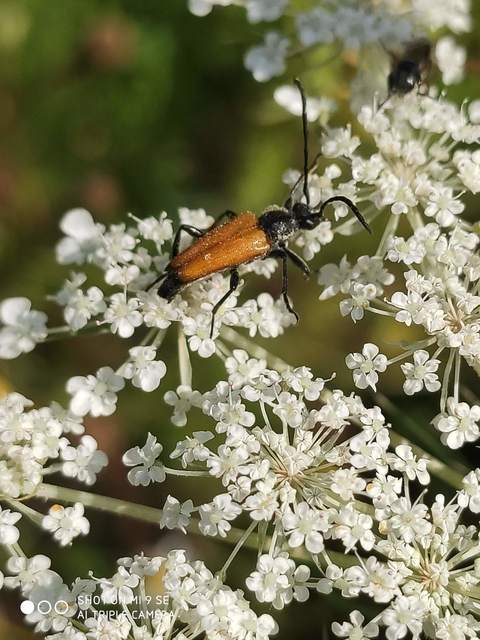 Stictoleptura fulva - vörhenyes virágcincér