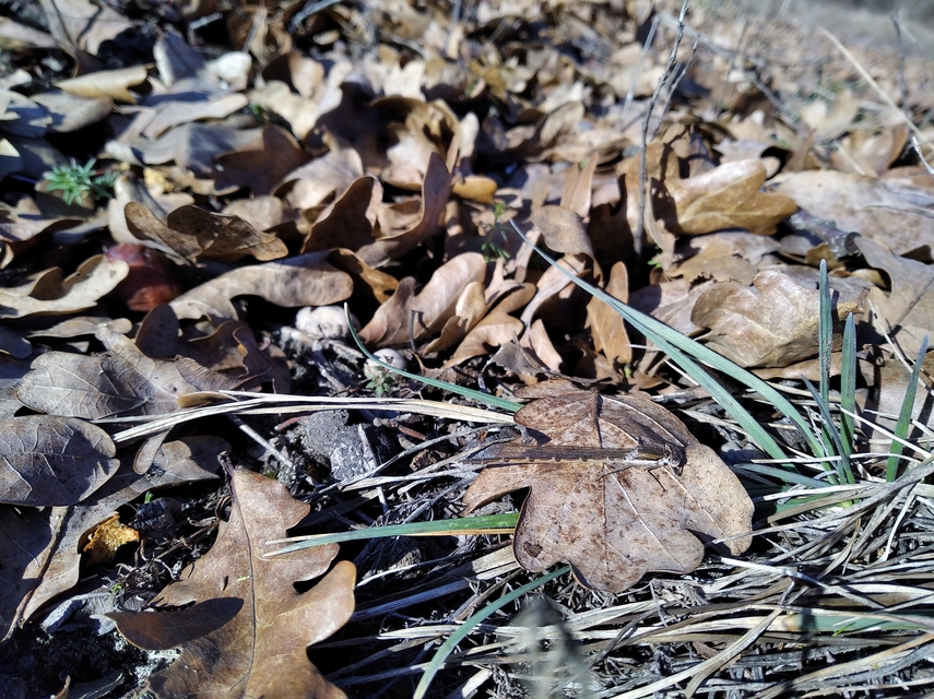 Sympecma fusca - téli rablószitakötő