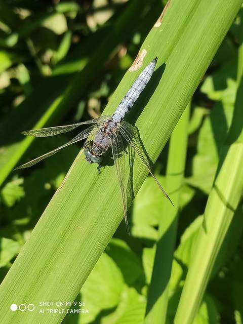 Orthetrum coerulescens - karcsú pásztorszitakötő