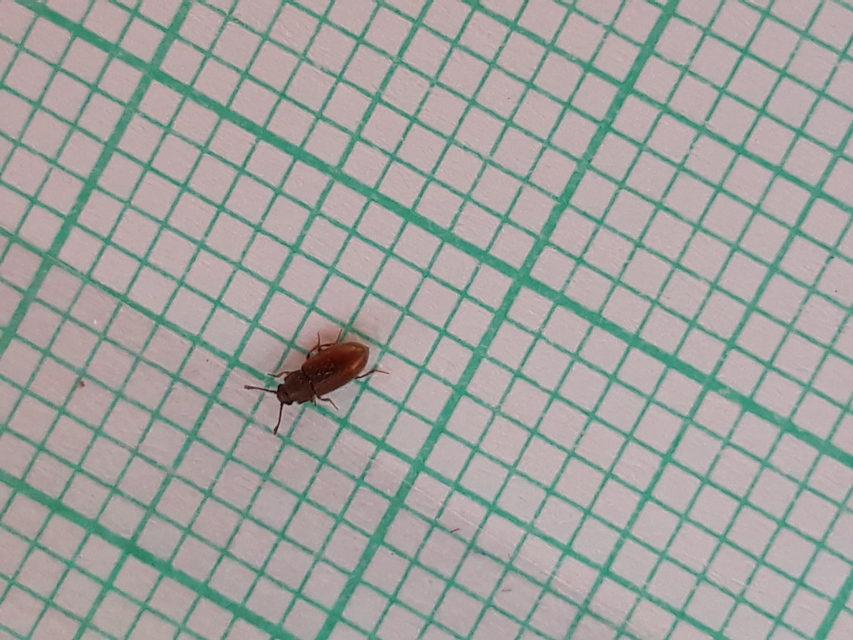 Cryptophagidae - penészbogárfélék