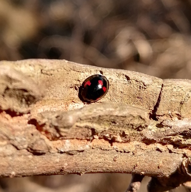 Exochomus quadripustulatus - négyfoltos szerecsenkata