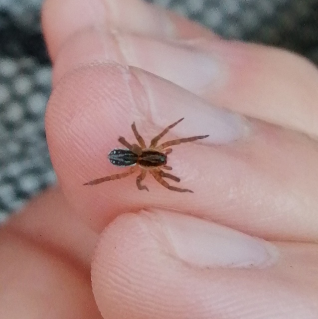 Pirata piscatorius