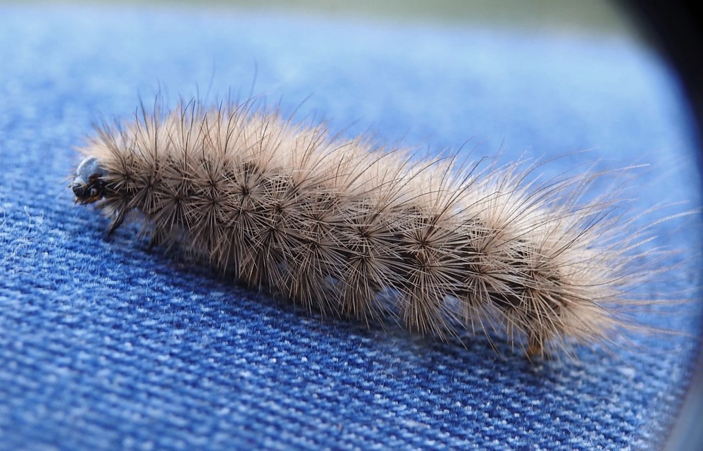 Arctiinae