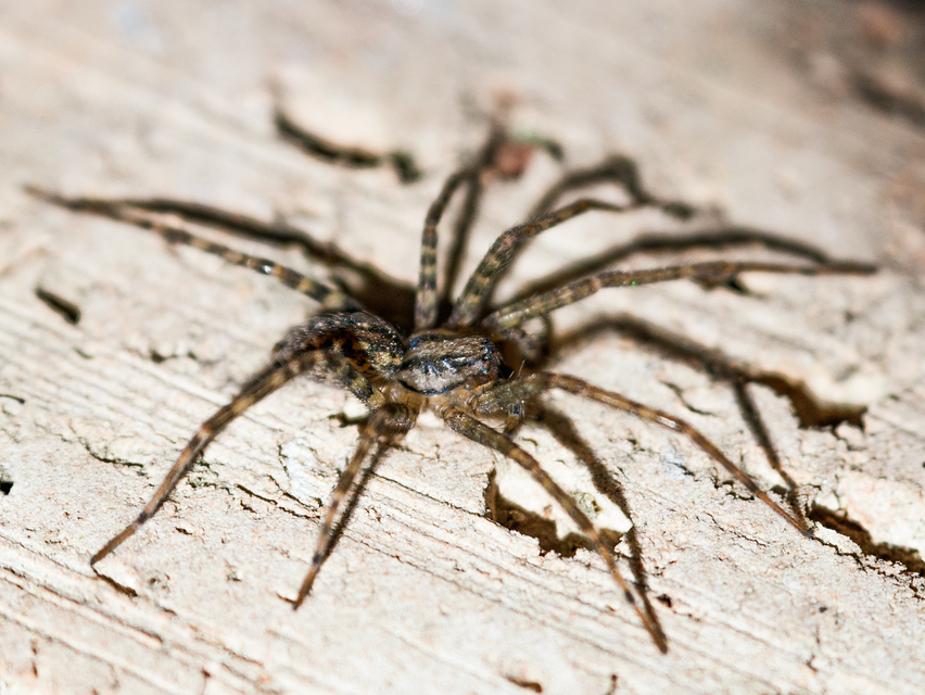 Tegenaria