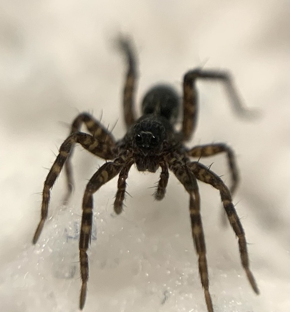 Pardosa prativaga