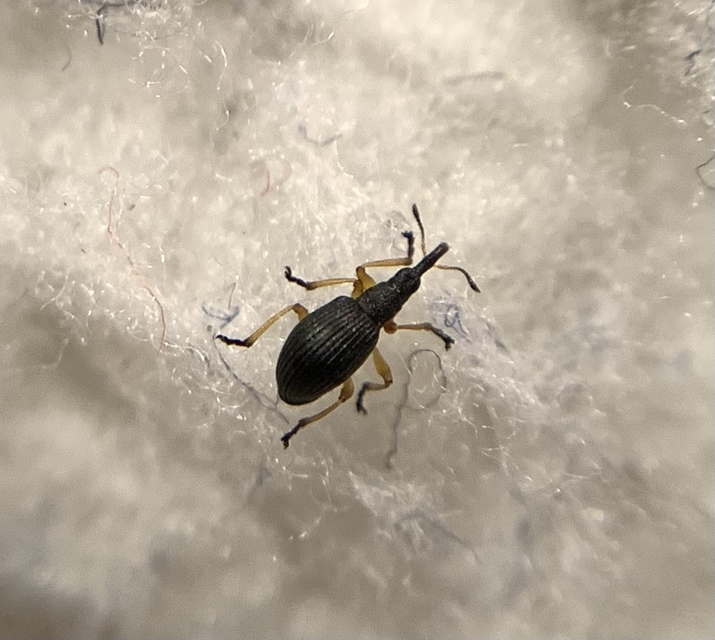 Protapion fulvipes - vadhere-cickányormányos Protapion fulvipes - vadhere-cickányormányos
