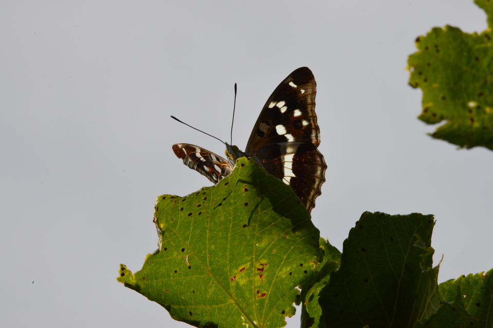 Apatura iris - nagy színjátszólepke