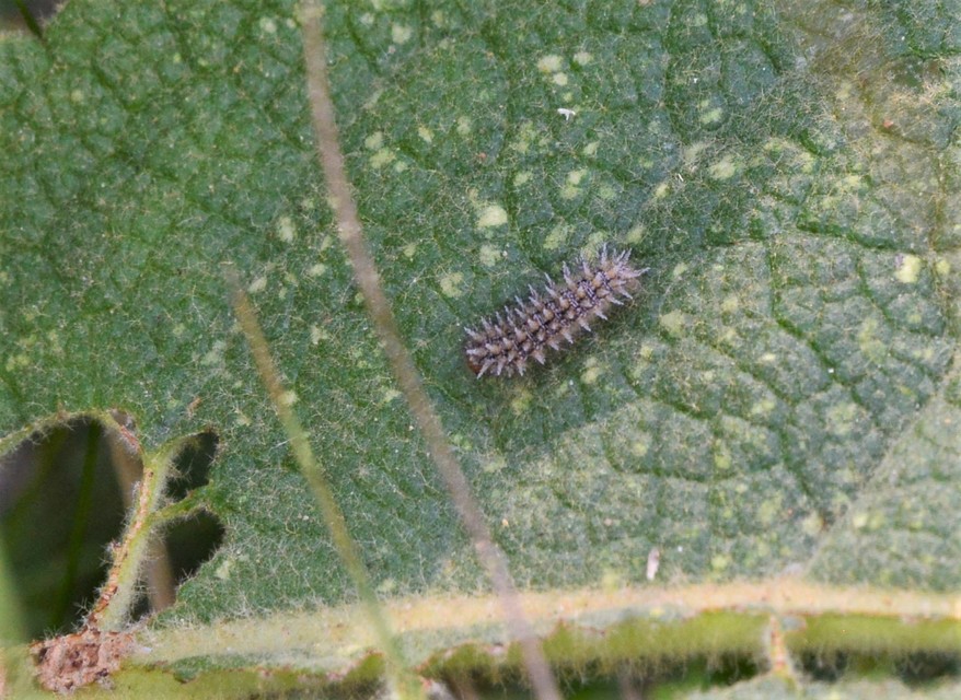 Melitaea trivia - kis tarkalepke