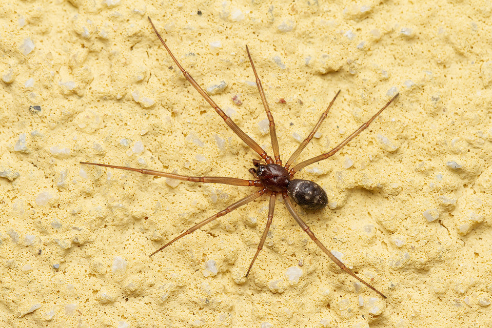 Steatoda grossa - nagy faggyúpók
