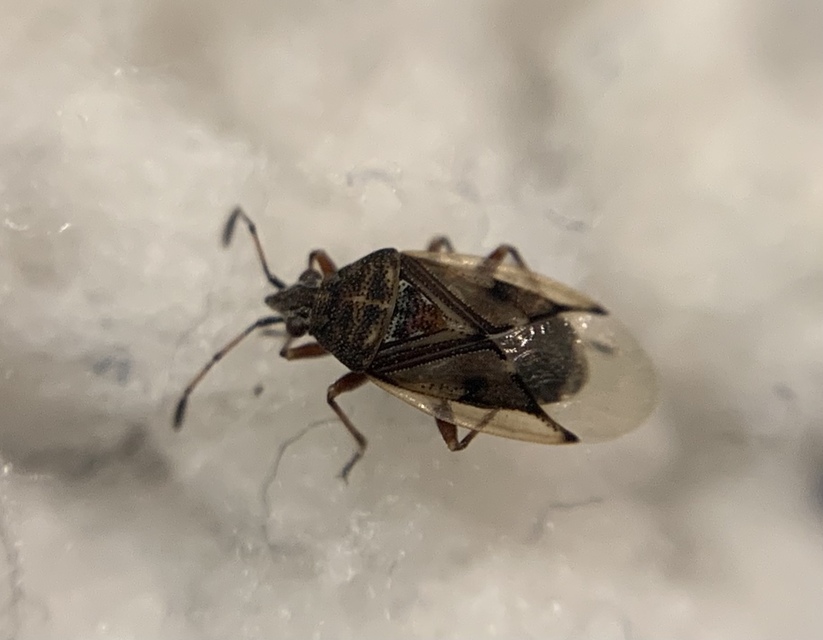 Kleidocerys privignus - égerbodobács
