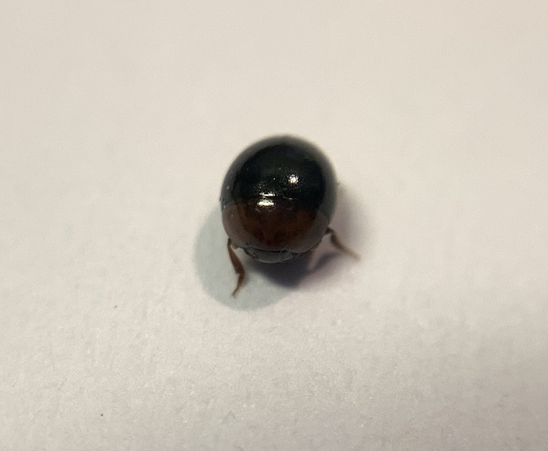 Anisotoma orbicularis - kilencsoros gombabogárka