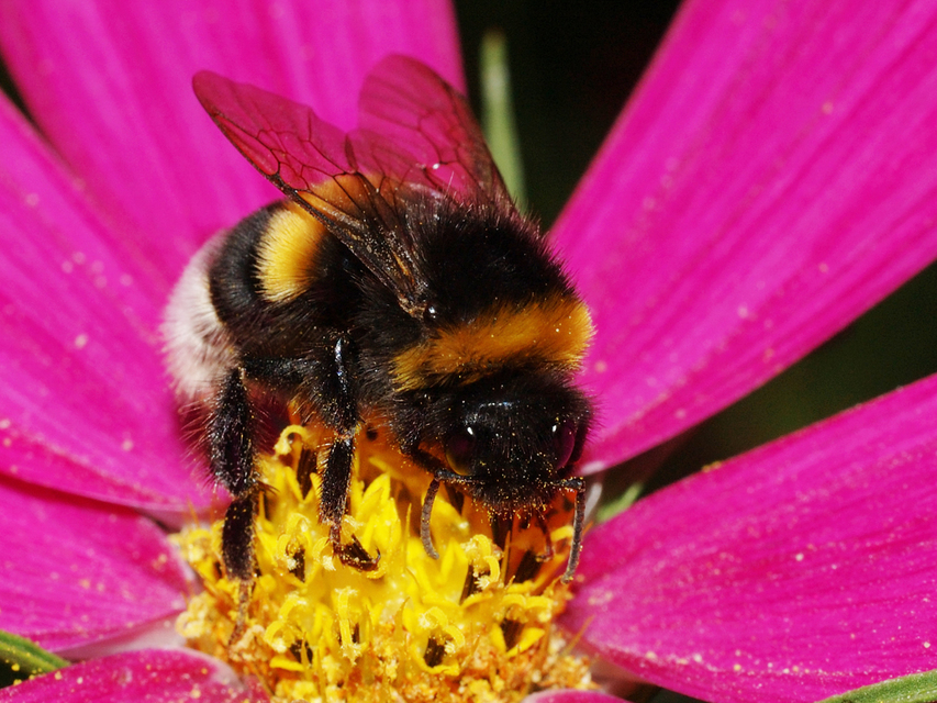 Bombus terrestris/lucorum