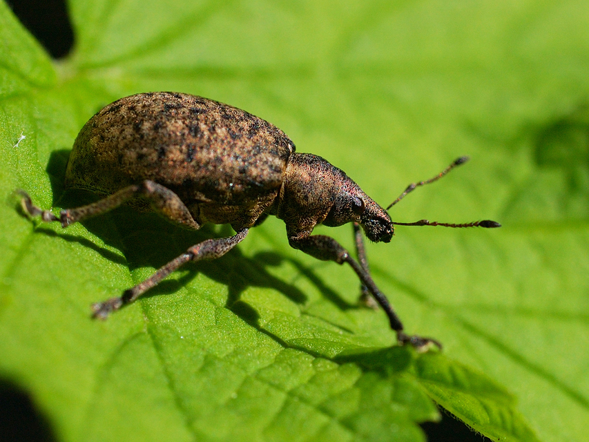 Liophloeus tessulatus - kockás barabolyormányos
