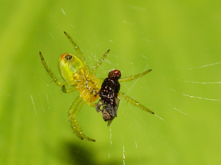Araniella