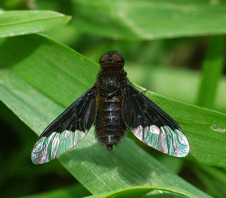 Hemipenthes morio - közönséges gyászlégy