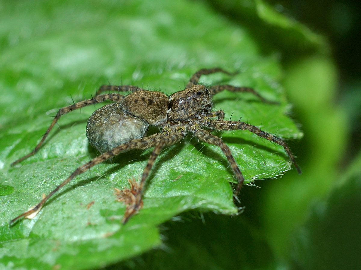 Pardosa