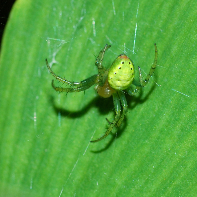 Araniella