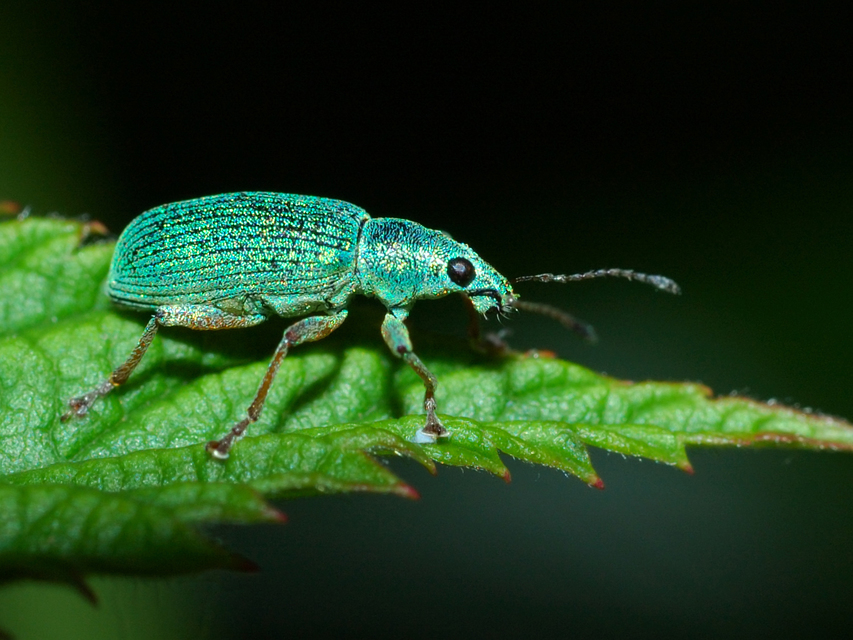 Polydrusus formosus - selymes lombormányos