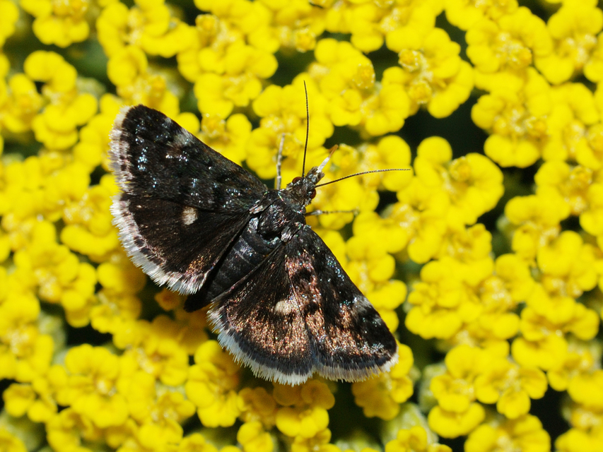 Heliothela wulfeniana - fényes kormosmoly