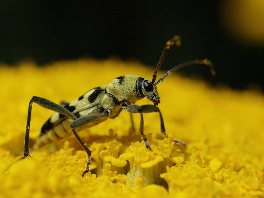 Chlorophorus varius - díszes darázscincér