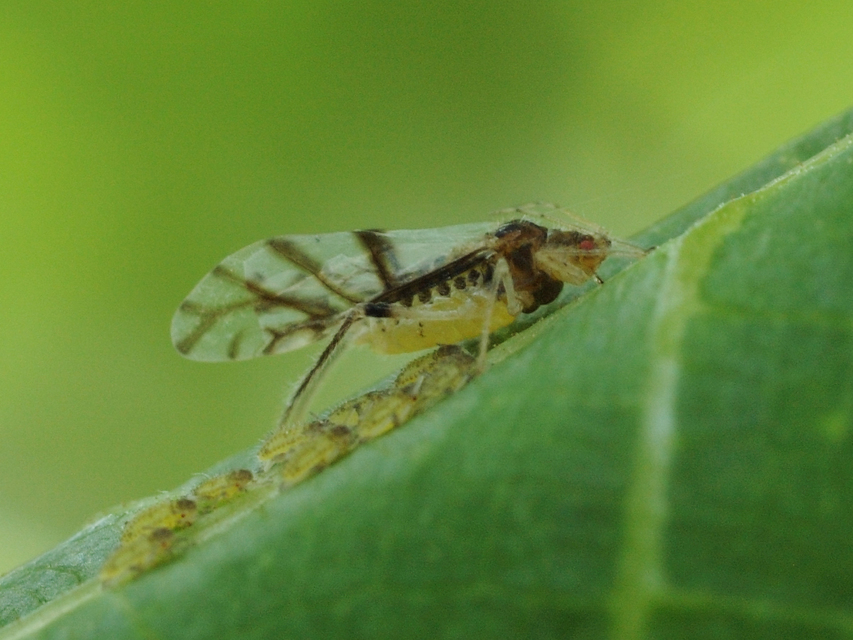 Aphididae - valódi levéltetvek