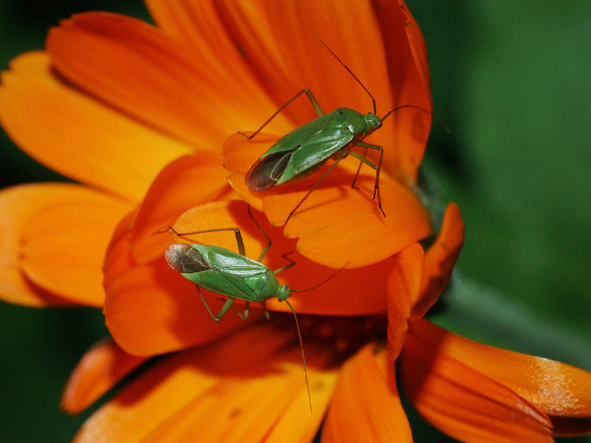 Calocoris affinis