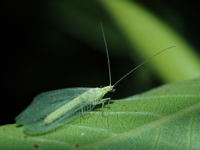 Chrysopidae - zöldfátyolkák