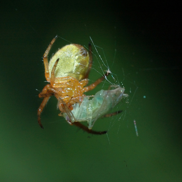 Araniella