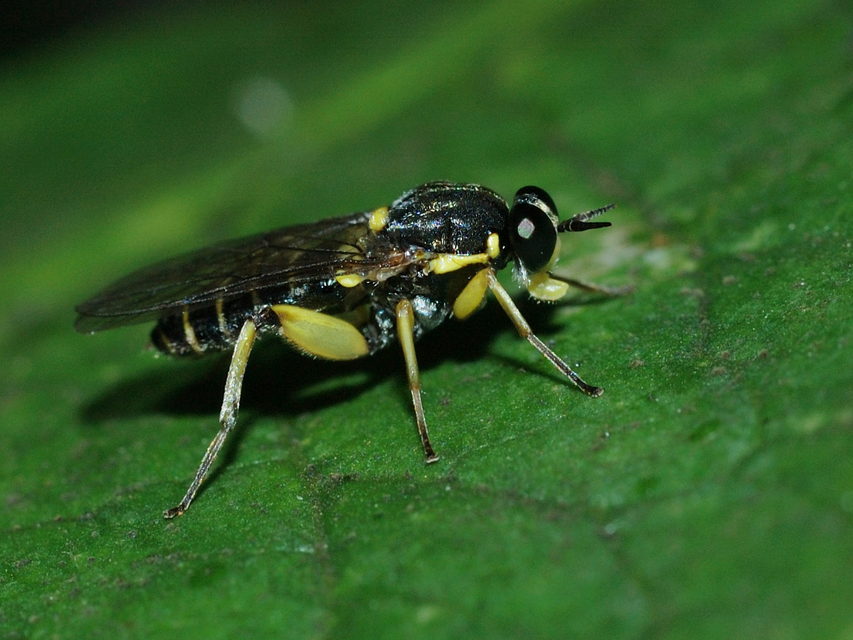 Solva marginata