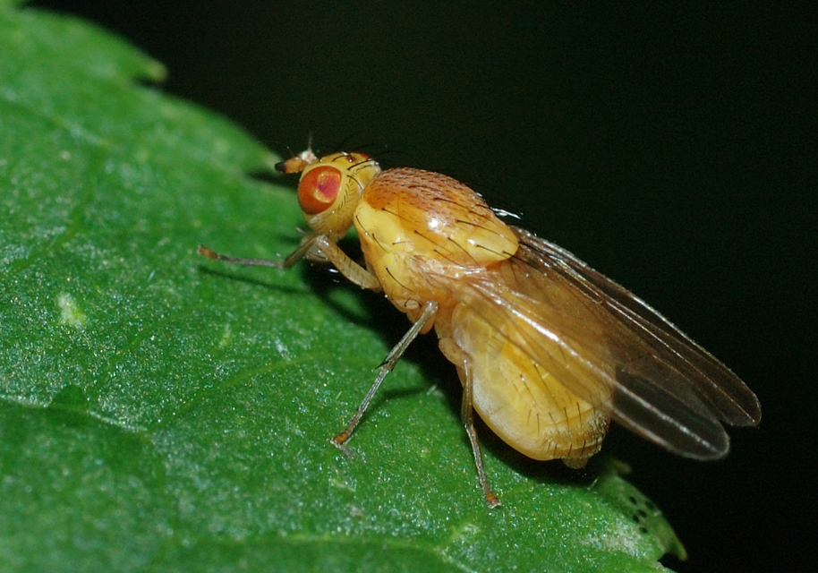 Lauxaniidae - pudvalegyek