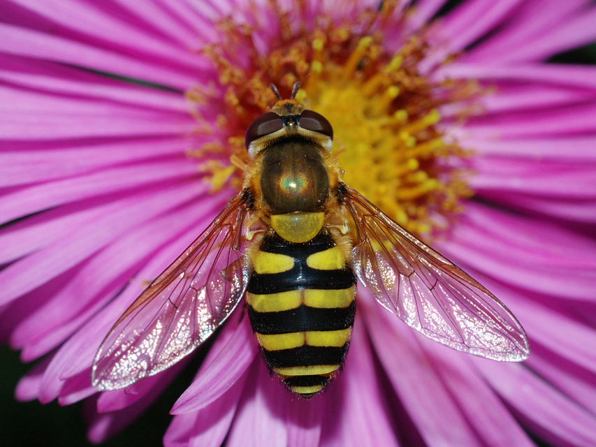 Syrphus