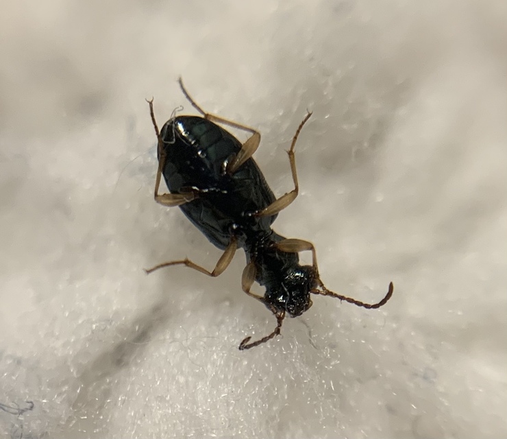 Asaphidion flavipes - közönséges sárfutó