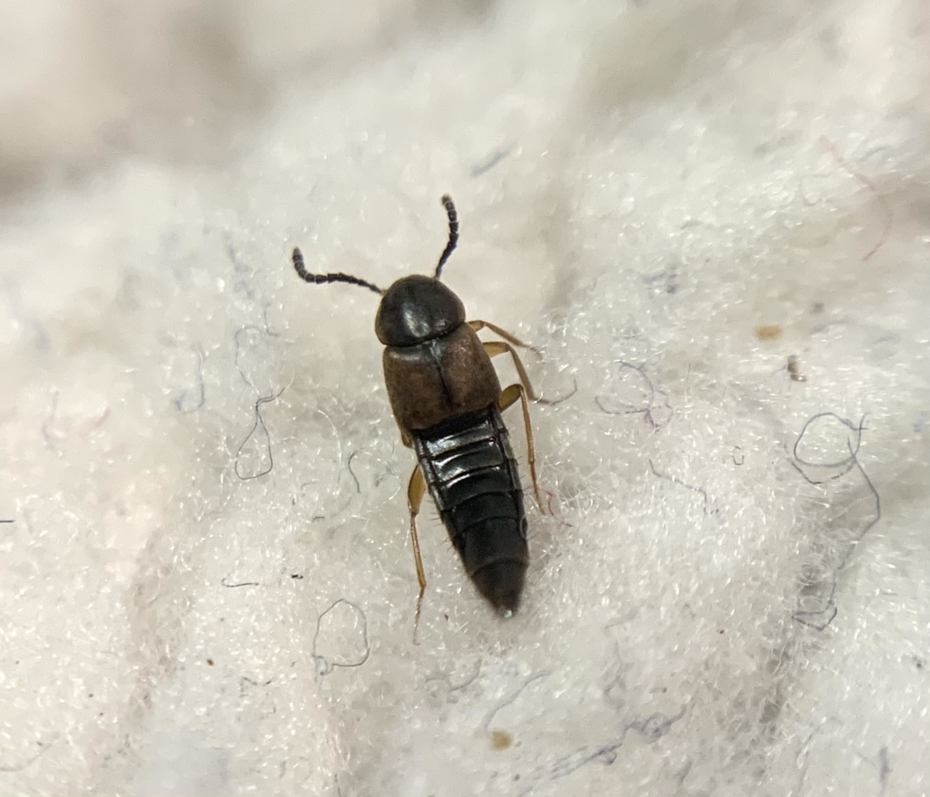 Oxypoda acuminata - közönséges pudvaholyva