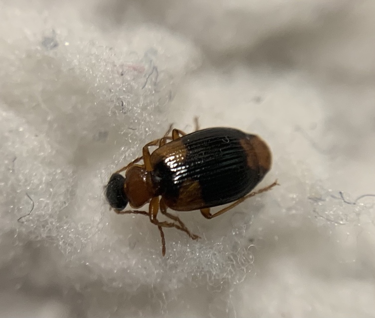 Lebia humeralis - vállfoltos cserjefutó