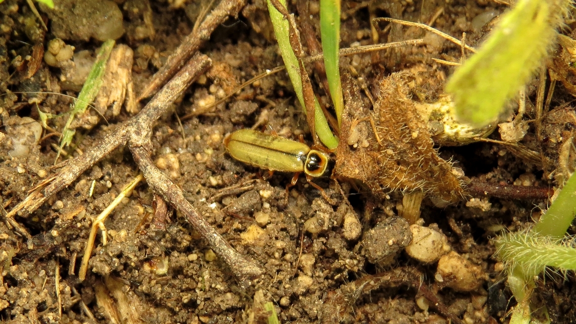 Metacantharis clypeata - tavaszi lágybogár