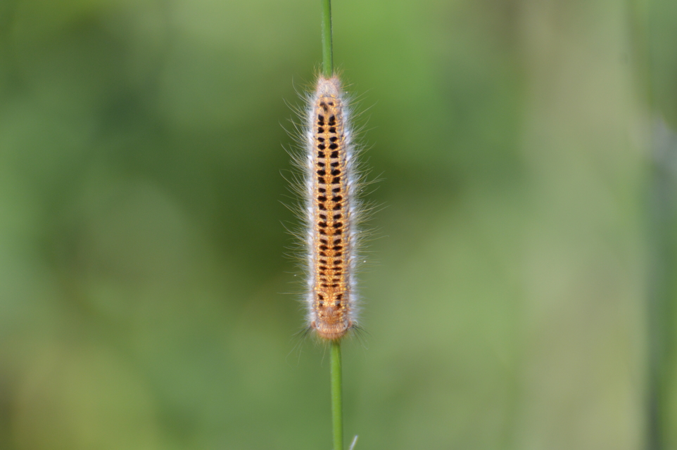 Euthrix potatoria - szomjas pohók
