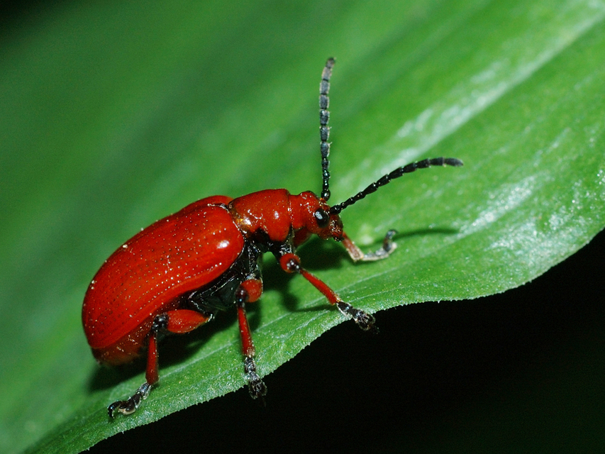 Lilioceris merdigera - hagymabogár Lilioceris merdigera - hagymabogár