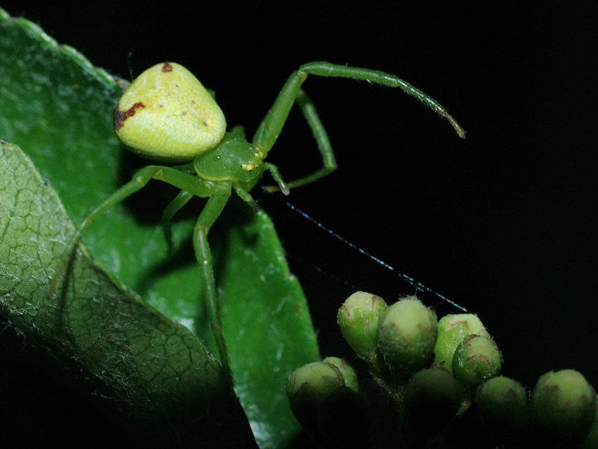 Ebrechtella tricuspidata - alakoskodó karolópók