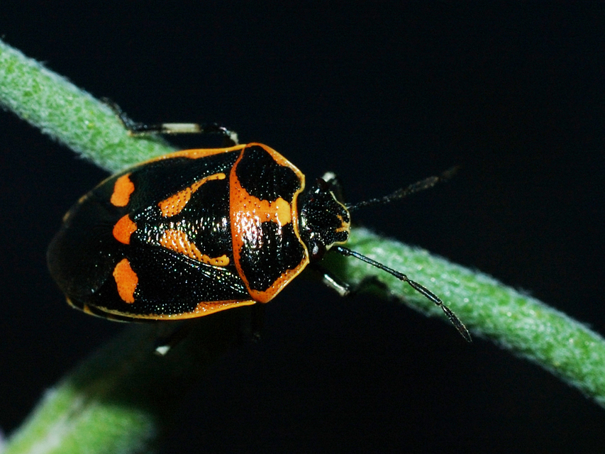 Eurydema oleracea - paréjpoloska Eurydema oleracea - paréjpoloska
